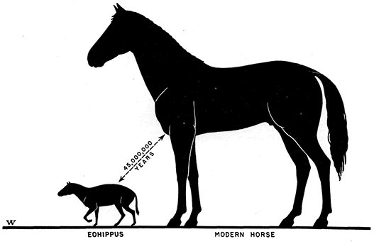 (Courtesy of: http://www.bio.miami.edu/dana/dox/equus_evolution.html)